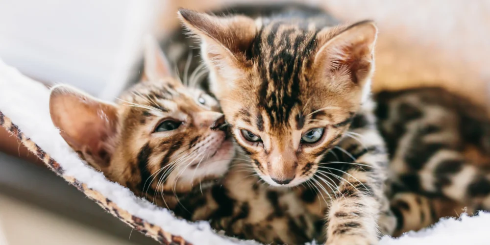 Maximum Benefit Pet Insurance Thumbnail