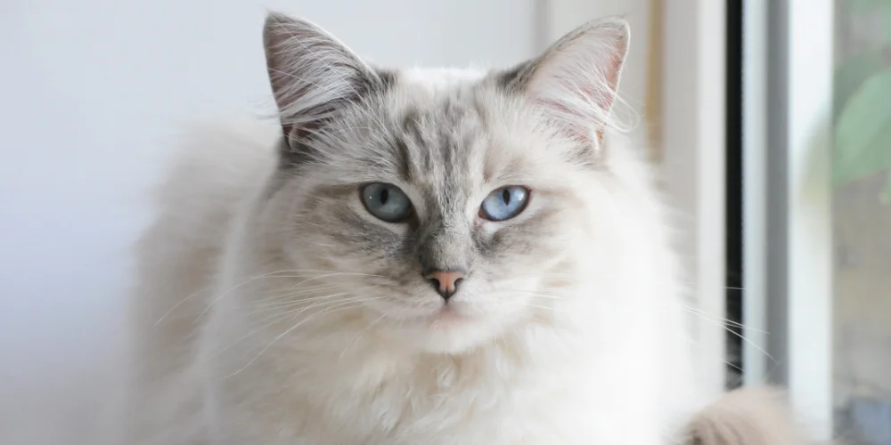 Accidental Only Banner Cat