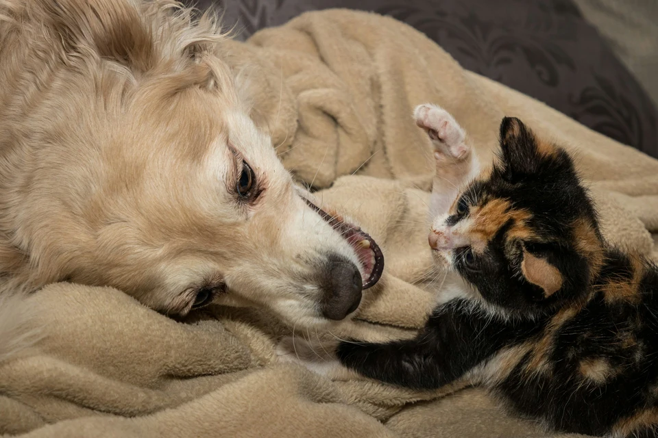 Dog and Cat Image
