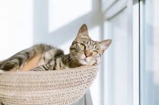 A cat lying comfortably in a beige bowl in a living room.