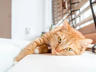 A cat lying on a white windowsill.