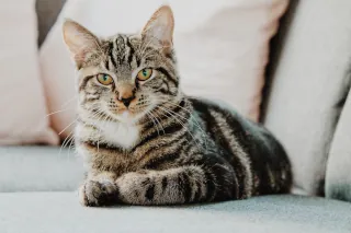 A cat sitting on a sofa in a bright room.