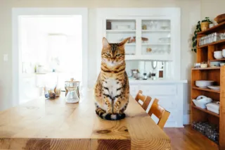 A cat sitting calmly on a table in a bright dining room.