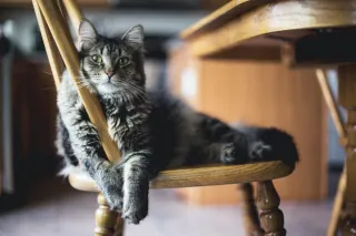 A cat sitting on a wooden chair in a kitchen.