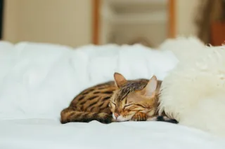 A cat peacefully sleeping on a white bed in a bedroom.