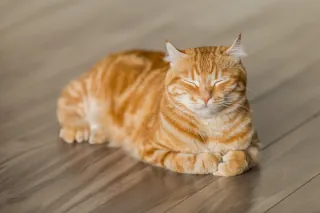 A cat sleeping on a wooden floor.