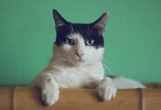 A cat standing in a green room.