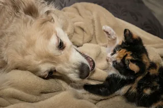 A dog and cat playfully interacting on a bed.