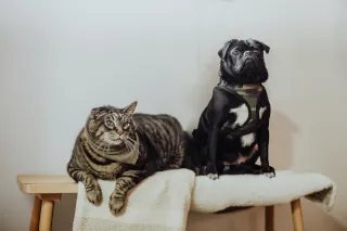 A dog and cat sitting on a wooden bench in a living room.