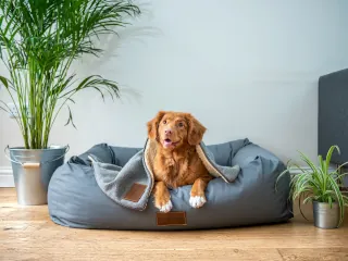 A dog lying on a grey bed covered with a blanket in a living room.