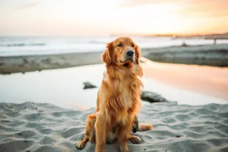 A dog sitting on a sandy beach on a sunny afternoon.