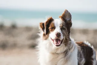 A dog standing on a windy beach on a sunny day.