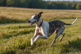 A Greyhound running in a sunny field.