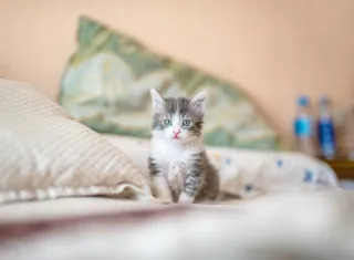 A kitten sitting on a bed among pillows in a bedroom.