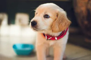 A puppy standing next to a blue bowl in a living room.