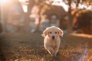 A puppy walking in a sunny garden.