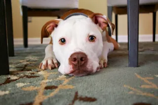 A sad dog lying under a table on a carpet in a dining room.