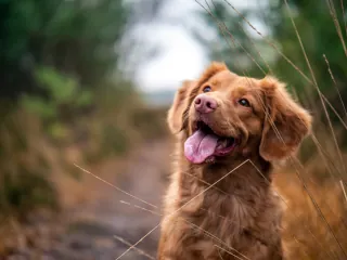 A tired dog sitting in a forest.