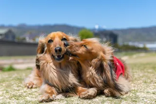 Two dogs playing together in a green field.