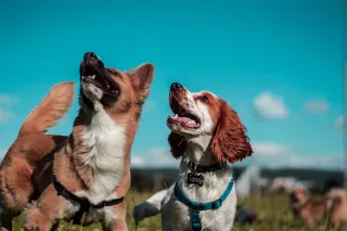 Two dogs watching their owner on a sunny day.